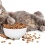 Как выбрать сухой корм для кошек