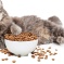 Как выбрать сухой корм для кошек