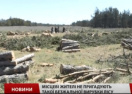 На Херсонщине "патриоты" массово вырубают леса, заявляя, что так нужно для борьбы с Путиным