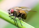 Липучка – відмінний засіб від мух та молі