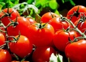 Преимущества низкорослых сортов помидоров