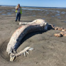 Тушу таинственного монстра вынесло на побережье США