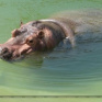 В Харьковском зоопарке переселили бегемотиху и пару нильских крокодилов