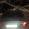 Деревья на дорогах и линиях электропередач: последствия непогоды в Харькове
