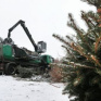 Пять пунктов сбора новогодних деревьев открываются в Василькове на Киевщине (адреса)