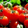 Преимущества низкорослых сортов помидоров