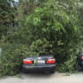 В Запорожье дерево упало на припаркованные у дома автомобили, - ФОТО