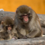Детеныши японской макаки улыбаются во сне чаще, чем другие приматы - в том числе и человек
