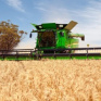 В МинАПК назвали среднюю урожайность зерновых