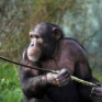 Снова в школу. Как шимпанзе учат своих детенышей охотиться