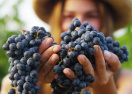 Почему виноград используют в косметике - мнение специалистов