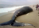 Ученые: На побережье Чили выбросились несколько китов